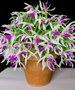 Leptotes Bicolor Blooming Size