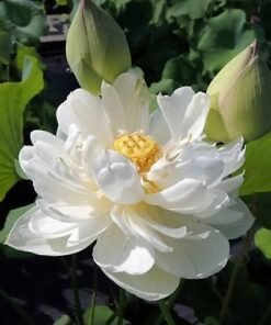Snow White Lotus Tuber
