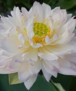 Buddha Sound Lotus Tuber