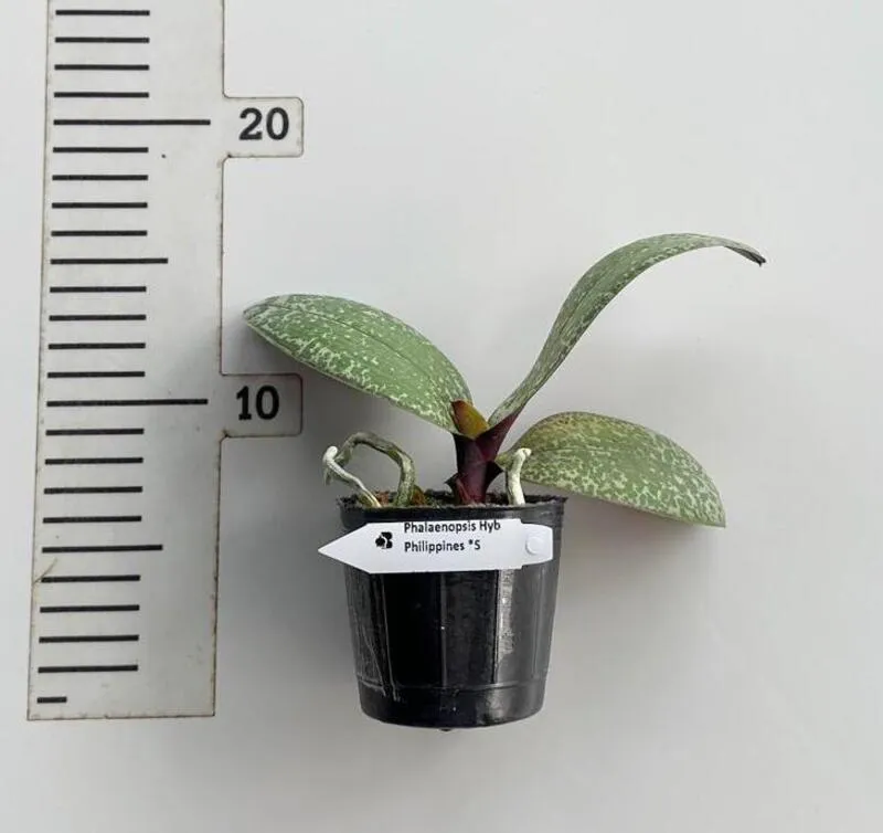 Phalaenopsis philippinensis × sib Marble Leaf Orchid - Blooming Size - Image 2