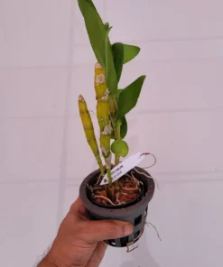 Alternative view of Nobile True Love Blooming Size