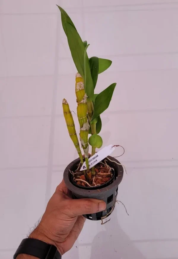 Nobile True Love Blooming Size - Image 2