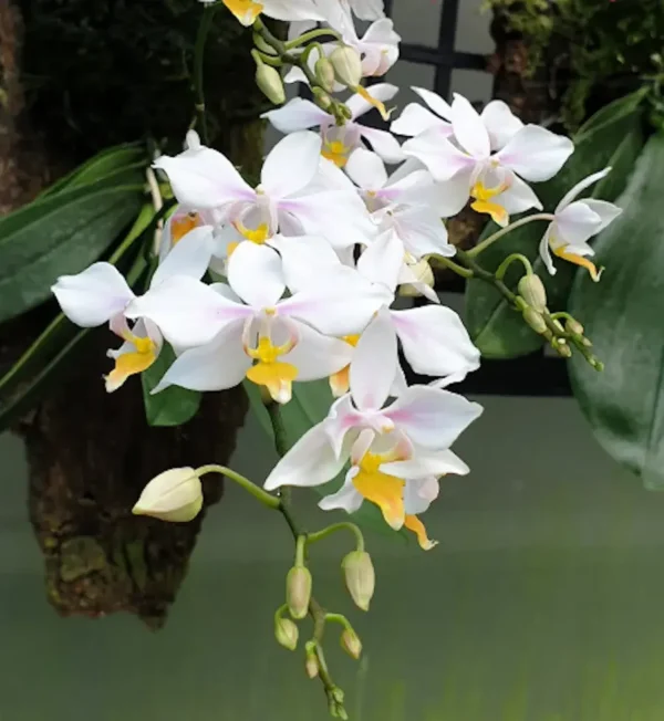 Phalaenopsis Intermedia Yellow Lip (Natural Hyrbid)