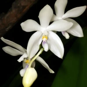 Phalaenopsis Tetraspis Alba Fragrant (Fragrant)