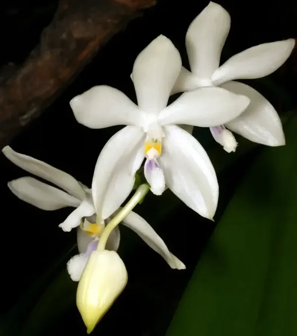 Phalaenopsis Tetraspis Alba Fragrant (Fragrant)