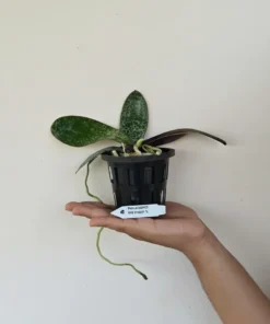 Alternative view of Phalaenopsis philippinensis × sib Marble Leaf Orchid - Blooming Size