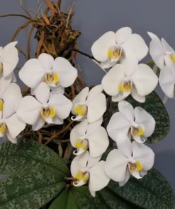 Phalaenopsis philippinensis × sib Marble Leaf Orchid - Blooming Size