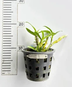 Alternative view of Nobile True Love Blooming Size