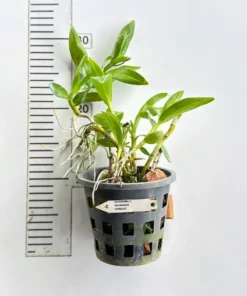 Alternative view of Nobile Orange Yellow Blooming Size (Star Dust)