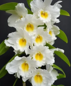 Nobile True Love Blooming Size