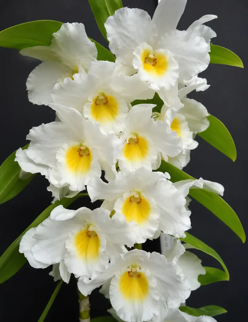 Nobile True Love Blooming Size