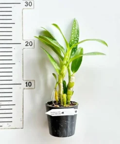 Alternative view of Nobile True Love Blooming Size
