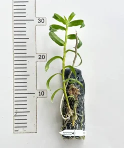 Alternative view of Dendrobium Anosmum "A Touch of Class" - Mounted