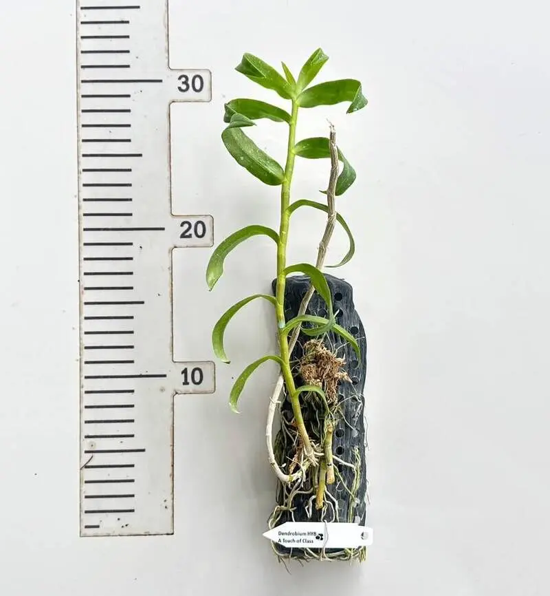 Dendrobium Anosmum "A Touch of Class" - Mounted - Image 2