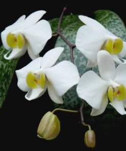 Ready to Flower Size Phalaenopsis Philippinensis - Marble Leaves