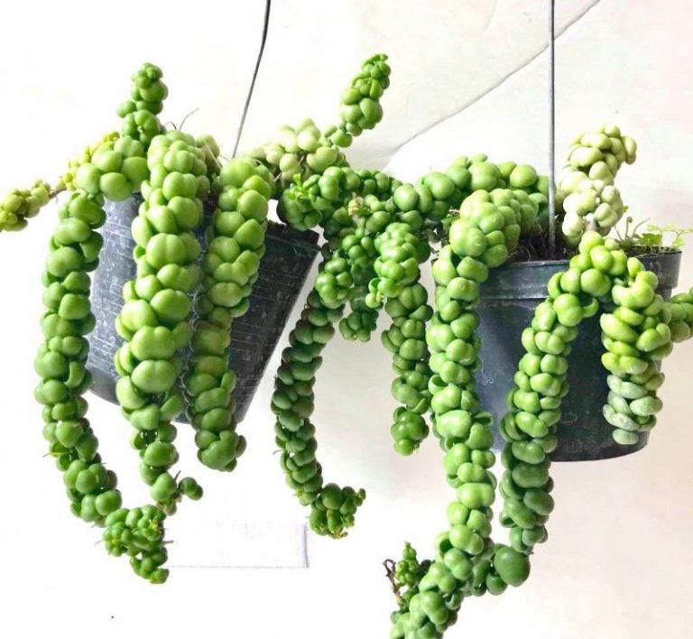 Buy Dischidia Dragon Jade Plant Online Dischidia plants for sale