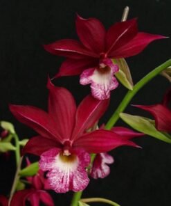 Ready to Flower Size Phaiocalanthe Kryptonite 'Chariots of Fire' (Big Size)