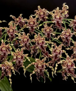 Ready To Flower Size Dendrobium Spectabile