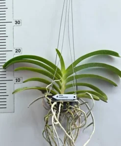 Alternative view of Vandachostylis Ploenpit Prize Blooming Size