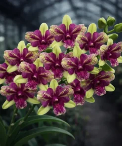 Blooming Size Dendrobium Mutate Purple Green Three Lips