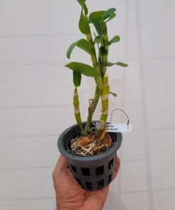 Alternative view of Nobile Watanabe White Blooming Size