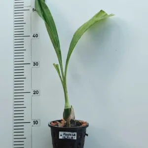 Alternative view of Phaiocalanthe Kryptonite 'Chariots of Fire'