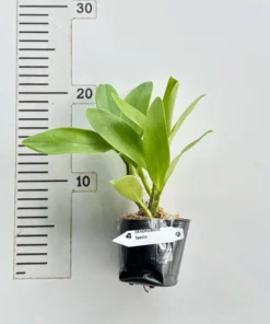 Alternative view of Ready To Flower Size Dendrobium Spectabile