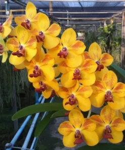 Vandachostylis Ploenpit Prize Blooming Size