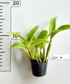 Alternative view of Ready To Flower Size Dendrobium Spectabile ( SPATA )