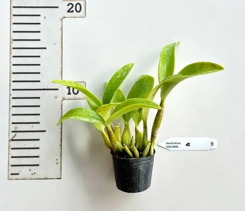 Ready To Flower Size Dendrobium Spectabile ( SPATA ) - Image 2