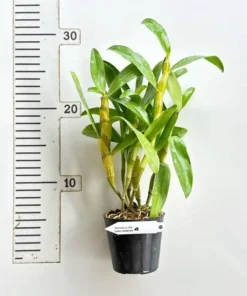 Alternative view of Nobile Pink Beauty Queen (NUMPUKA) Blooming Size