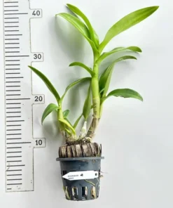Alternative view of Dendrobium Liberty Blooming Size