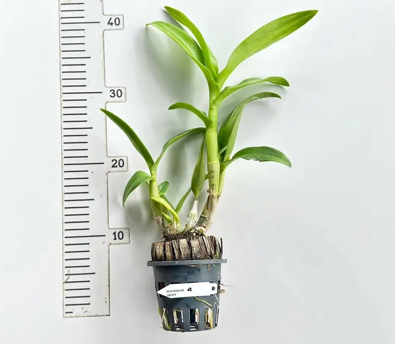 Dendrobium Liberty Blooming Size - Image 2