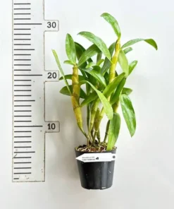 Alternative view of Nobile Pink Beauty Queen (NUMPUKA) Blooming Size