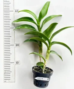 Alternative view of Blooming Size Dendrobium Mutate Purple Green Three Lips