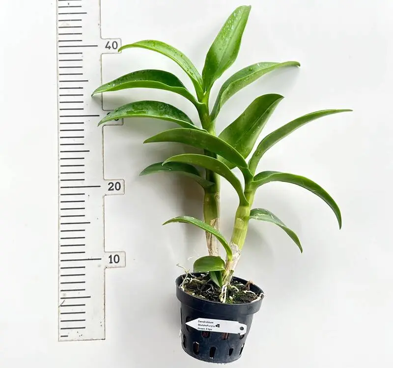 Blooming Size Dendrobium Mutate Purple Green Three Lips - Image 2