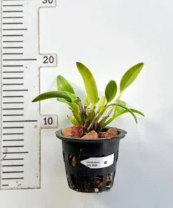 Alternative view of Ready To Flower Size Dendrobium Spectabile ( SPATA )