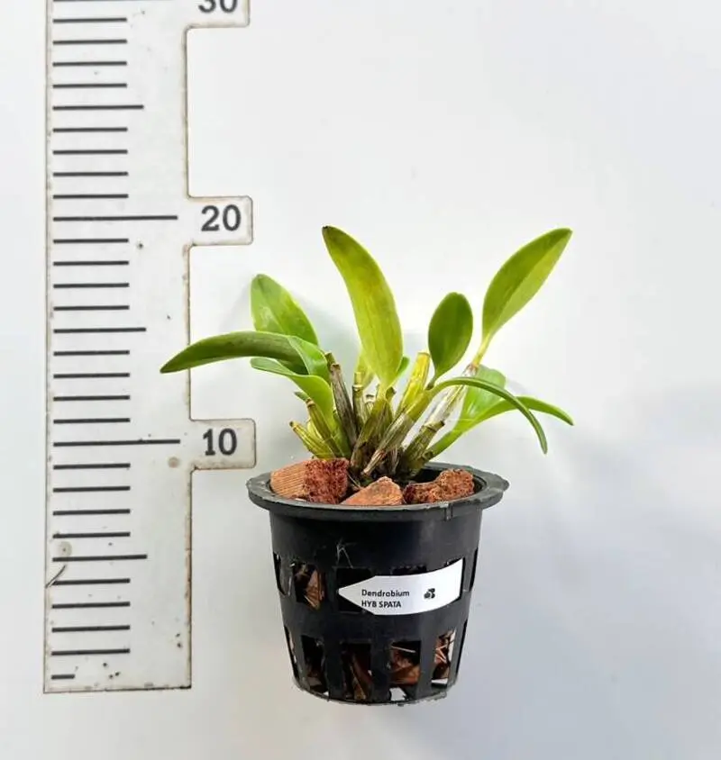 Ready To Flower Size Dendrobium Spectabile ( SPATA ) - Image 2