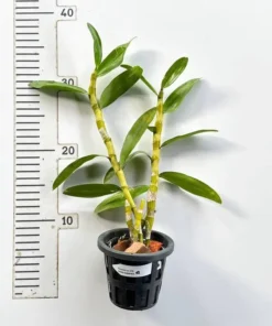 Alternative view of Nobile Pink Beauty Queen (NUMPUKA) Blooming Size
