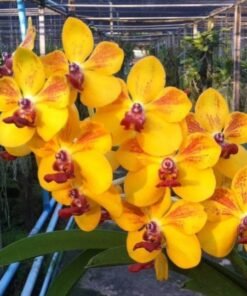 Vandachostylis Ploenpit Prize Blooming Size