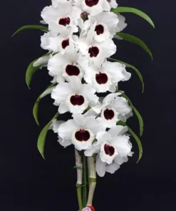 Nobile Watanabe White Blooming Size