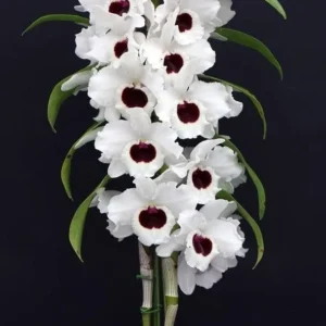 Nobile Watanabe White Blooming Size