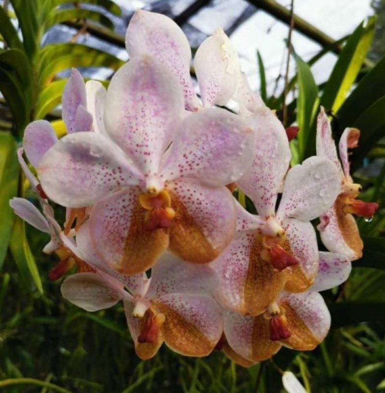 Buy Vanda Lamellata Rasri Gold Orchid Plants Online