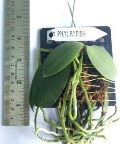 Alternative view of Phalaenopsis Parishii