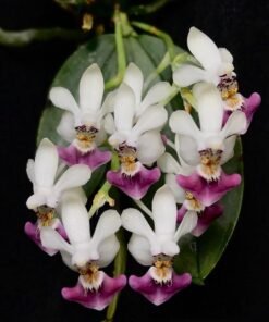 Phalaenopsis Parishii