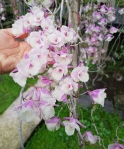 Dendrobium Aphyllum Shining Pink Blooming Size