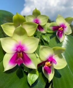 Phalaenopsis Bellina (Highly fragrant)