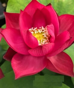 Chinese Red Lotus Tuber