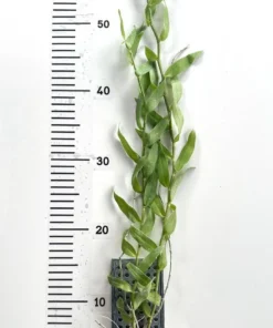 Alternative view of Dendrobium Aphyllum Shining Pink Blooming Size