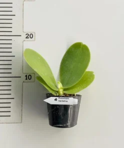 Alternative view of Phalaenopsis Bellina (Highly fragrant)